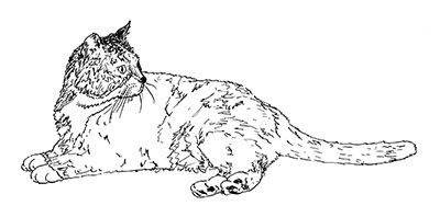 cat
